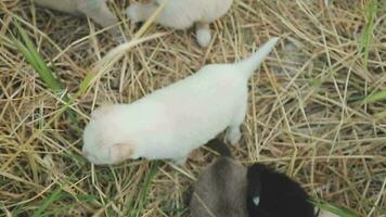 marrant souriant chiots en jouant en plein air sur une vert été prairie. content animaux domestiques profiter leur vie. petit mignonne chiens Contexte avec espace pour votre texte ou conception video