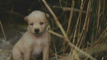 Funny smiling puppies playing outdoors on a green summer meadow. Happy pets enjoying their life. Small cute dogs background with space for your text or design video