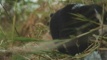 grappig glimlachen puppy's spelen buitenshuis Aan een groen zomer weide. gelukkig huisdieren genieten van hun leven. klein schattig honden achtergrond met ruimte voor uw tekst of ontwerp video