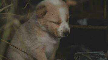 grappig glimlachen puppy's spelen buitenshuis Aan een groen zomer weide. gelukkig huisdieren genieten van hun leven. klein schattig honden achtergrond met ruimte voor uw tekst of ontwerp video