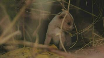 marrant souriant chiots en jouant en plein air sur une vert été prairie. content animaux domestiques profiter leur vie. petit mignonne chiens Contexte avec espace pour votre texte ou conception video