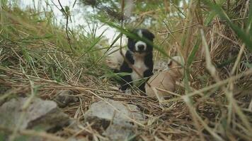 divertente sorridente cuccioli giocando all'aperto su un' verde estate prato. contento animali domestici godendo loro vita. piccolo carino cani sfondo con spazio per il tuo testo o design video