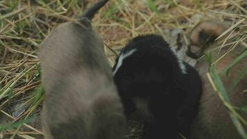 divertente sorridente cuccioli giocando all'aperto su un' verde estate prato. contento animali domestici godendo loro vita. piccolo carino cani sfondo con spazio per il tuo testo o design video