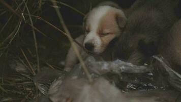 grappig glimlachen puppy's spelen buitenshuis Aan een groen zomer weide. gelukkig huisdieren genieten van hun leven. klein schattig honden achtergrond met ruimte voor uw tekst of ontwerp video