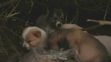 grappig glimlachen puppy's spelen buitenshuis Aan een groen zomer weide. gelukkig huisdieren genieten van hun leven. klein schattig honden achtergrond met ruimte voor uw tekst of ontwerp video