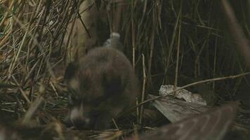 marrant souriant chiots en jouant en plein air sur une vert été prairie. content animaux domestiques profiter leur vie. petit mignonne chiens Contexte avec espace pour votre texte ou conception video