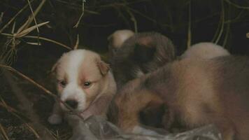 marrant souriant chiots en jouant en plein air sur une vert été prairie. content animaux domestiques profiter leur vie. petit mignonne chiens Contexte avec espace pour votre texte ou conception video