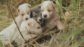 grappig glimlachen puppy's spelen buitenshuis Aan een groen zomer weide. gelukkig huisdieren genieten van hun leven. klein schattig honden achtergrond met ruimte voor uw tekst of ontwerp video