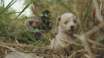 Funny smiling puppies playing outdoors on a green summer meadow. Happy pets enjoying their life. Small cute dogs background with space for your text or design video