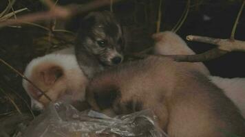 grappig glimlachen puppy's spelen buitenshuis Aan een groen zomer weide. gelukkig huisdieren genieten van hun leven. klein schattig honden achtergrond met ruimte voor uw tekst of ontwerp video