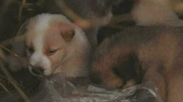 grappig glimlachen puppy's spelen buitenshuis Aan een groen zomer weide. gelukkig huisdieren genieten van hun leven. klein schattig honden achtergrond met ruimte voor uw tekst of ontwerp video