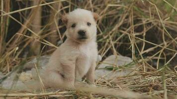 marrant souriant chiots en jouant en plein air sur une vert été prairie. content animaux domestiques profiter leur vie. petit mignonne chiens Contexte avec espace pour votre texte ou conception video