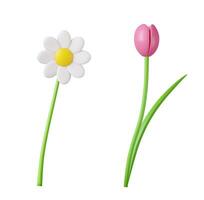 3d Spring flowers. Chamomile, tulip vector