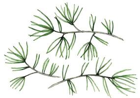 watercolor drawing, set of fir branches, transparent flowers and branches. Christmas plants, tree. x-ray vector