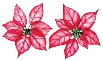 watercolor drawing, set of Christmas plant, poinsettia. transparent flowers, x-ray. Festive decoration for the New Year, Christmas. vector