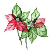 watercolor drawing, set of Christmas plant, poinsettia. transparent flowers, x-ray. Festive decoration for the New Year, Christmas. vector