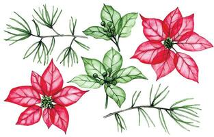 watercolor drawing, set of Christmas plants with transparent flowers, x-ray. poinsettia flowers, holly leaves and spruce branches. Winter decoration for New Year, Christmas vector