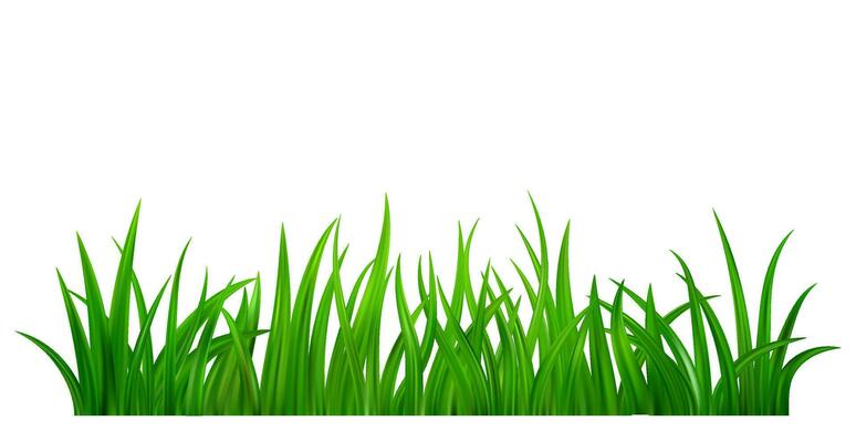 Green grass meadow border