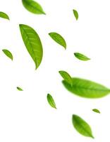 Realistic green tea leaves in motion vector