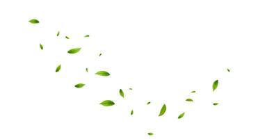 Green leaves fly with a gust of wind. vector