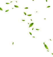 Realistic green tea leaves in motion vector