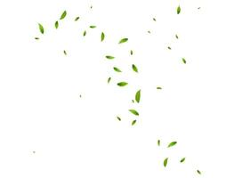 Realistic green tea leaves in motion vector