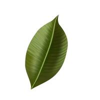 Jungle exotic leaf. tropical leaves vector