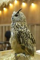 great horned owl perched on a branch in the box show photo