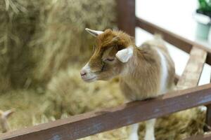 bebé cabra en el espectáculo jaula monitor granero Paja granja en el mascota expo foto