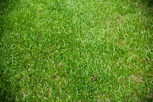close up of green grass plants field background  texture pattern photo