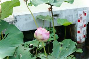 Close up single pink  Indian Lotus flower , water lily, pastel sweet color floating in the pond, green leave photo