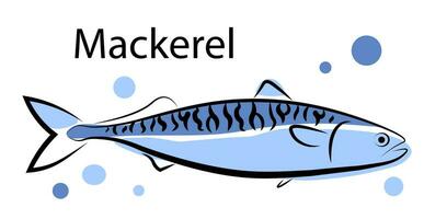 Mackerel on a white background vector