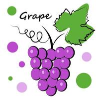 Grapes on a white background vector