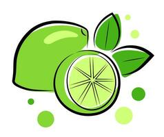 Limes on a white background. vector