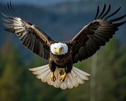ai generado calvo águila Haliaeetus leucocéfalo en vuelo foto