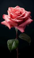 AI generated Beautiful pink rose with water drops on dark background, closeup photo