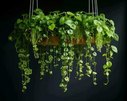 AI generated Green houseplants hanging on the wall, isolated on black background photo