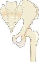 Reproductive part skeleton vector