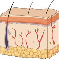 Layers and structure of skin vector