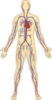 Human blood vessels anatomy vector