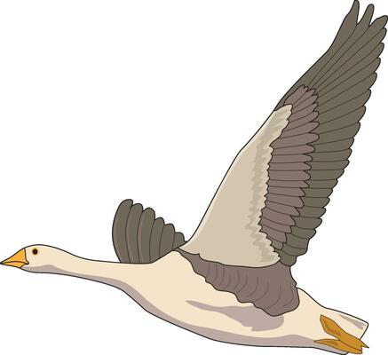 A flying bird with wings wide open