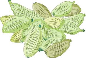 Cardamom vector illustration