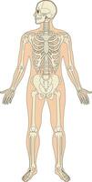 Diagram showing skeleton system vector