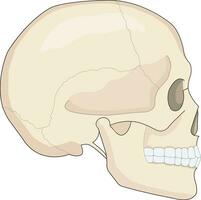 Human skull illustration vector