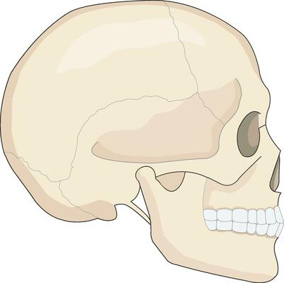 Human skull illustration