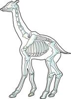 Giraffe skeleton vector illustration