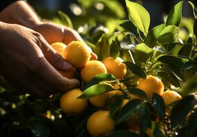 AI generated Farmer's hands showing freshly harvested oranges. photo