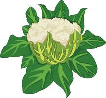 Cauliflower with leaves vector illustration