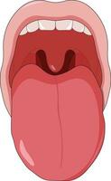 boca ilustración demostración dientes y lengua vector