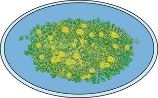 Sprouted green moongs in a plate vector